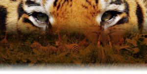 Tigers Eye Web Design Raleigh NC